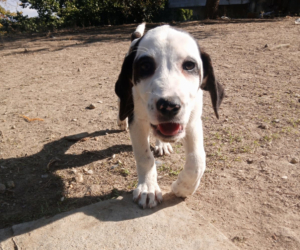 Hector Zorro Dogsavior Okt25 Beitragsbild