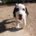 Hector Zorro Dogsavior Okt25 Beitragsbild
