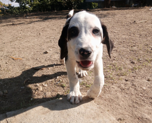 Hector Zorro Dogsavior Okt25 Beitragsbild