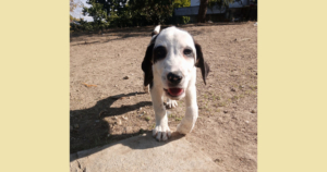 Hector Zorro Dogsavior Okt25 SocialMedia