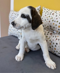 Hektor zorro dogsavior