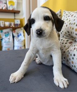 Hektor zorro dogsavior 1