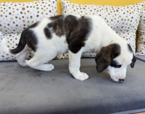 Hektor zorro dogsavior 2