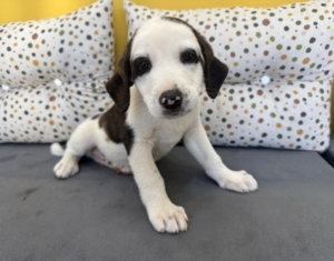 Hektor zorro dogsavior 3