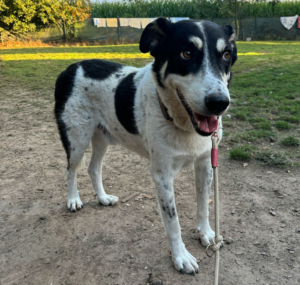 Jack Zorro Dogsavior okt25 1