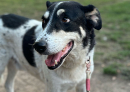 Jack Zorro Dogsavior okt25 2 2