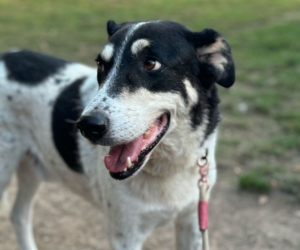 Jack Zorro Dogsavior okt25 2 2