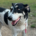 Jack Zorro Dogsavior okt25 2 2