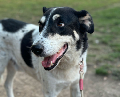 Jack Zorro Dogsavior okt25 2 2
