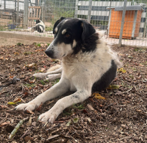 Jack Zorro Dogsavior Sep25 1