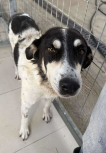 Jack Zorro Dogsavior Sep25 2