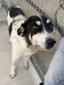 Jack Zorro Dogsavior Sep25 3