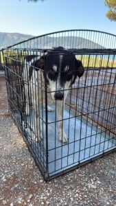 Jack Zorro Dogsavior Sep25 4