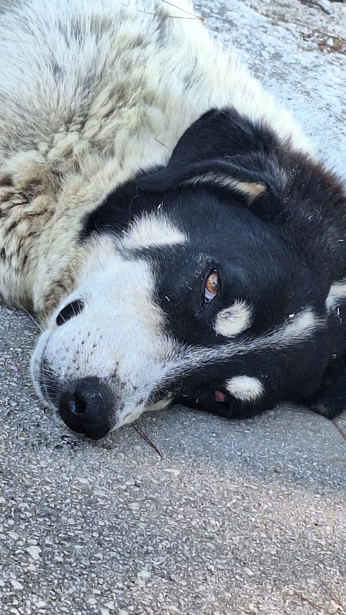 Jack Zorro Dogsavior Sep25 5