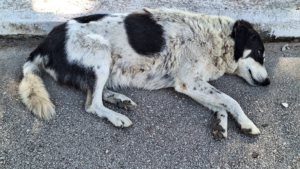 Jack Zorro Dogsavior Sep25 6