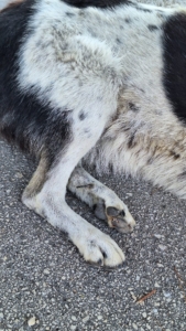 Jack Zorro Dogsavior Sep25 7