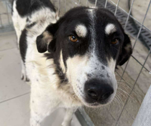 Jack Zorro Dogsavior Sep25 Beitragsbild