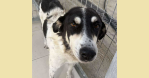 Jack Zorro Dogsavior Sep25 Social Media