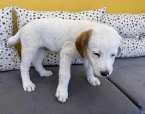 Jalla zorro dogsavior 1