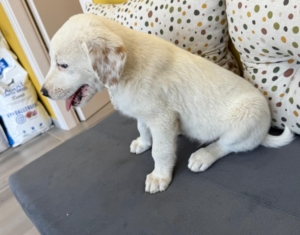 Jalla zorro dogsavior 2