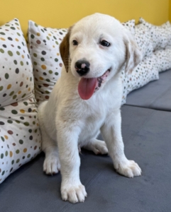 Jalla zorro dogsavior 3