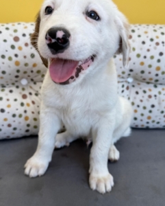 Jalla zorro dogsavior 4