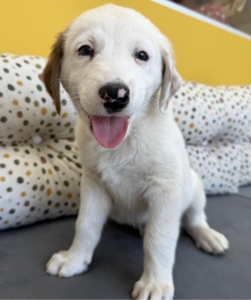 Jalla zorro dogsavior 5