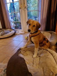 Jordy Zorro Dogsavior Okt25 1