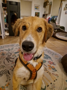 Jordy Zorro Dogsavior Okt25 2