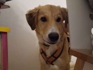 Jordy Zorro Dogsavior Okt25 3