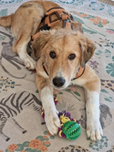 Jordy Zorro Dogsavior Okt25 4