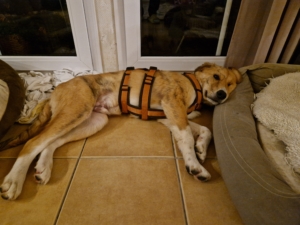 Jordy Zorro Dogsavior Okt25 5