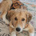 Jordy Zorro Dogsavior Okt25 Beitragsbild