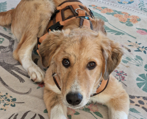 Jordy Zorro Dogsavior Okt25 Beitragsbild