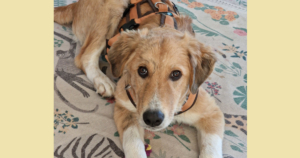 Jordy Zorro Dogsavior Okt25 SocialMedia