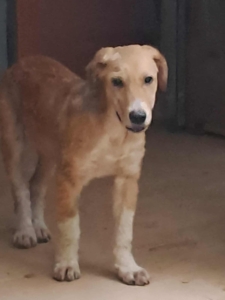 Jordy Zorro Dogsavior Sep25 1