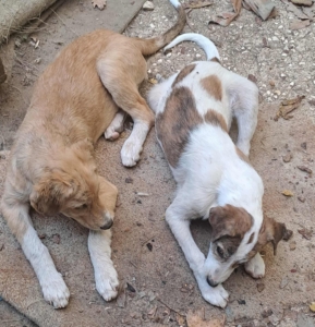 Jordy Zorro Dogsavior Sep25 5