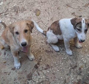 Jordy Zorro Dogsavior Sep25 6