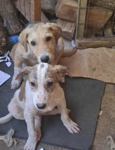 Jordy Zorro Dogsavior Sep25 8