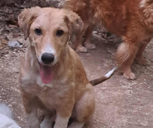 Jordy Zorro Dogsavior Sep25 Beitragsbild
