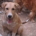 Jordy Zorro Dogsavior Sep25 Beitragsbild