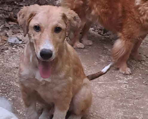 Jordy Zorro Dogsavior Sep25 Beitragsbild