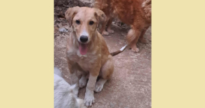 Jordy Zorro Dogsavior Sep25 SocialMedia