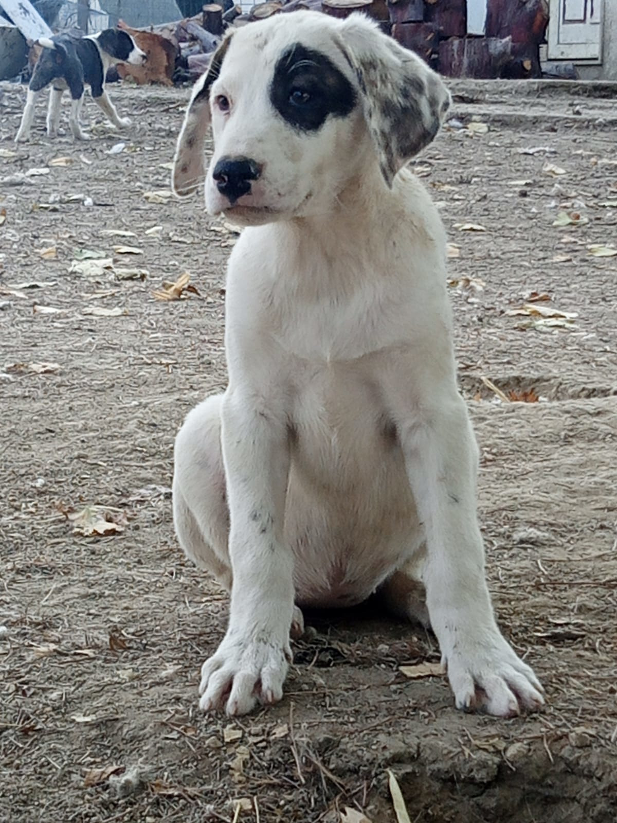 Lefti Zorro Dogsavior Okt25 1