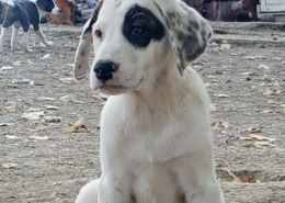 Lefti Zorro Dogsavior Okt25 1 Beitragsbild