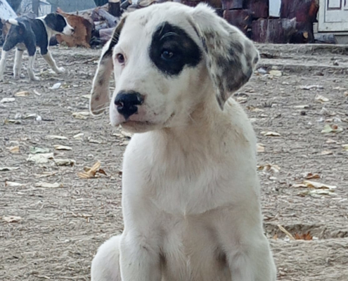 Lefti Zorro Dogsavior Okt25 1 Beitragsbild