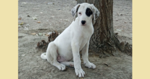 Lefti Zorro Dogsavior Okt25 1 Social Media