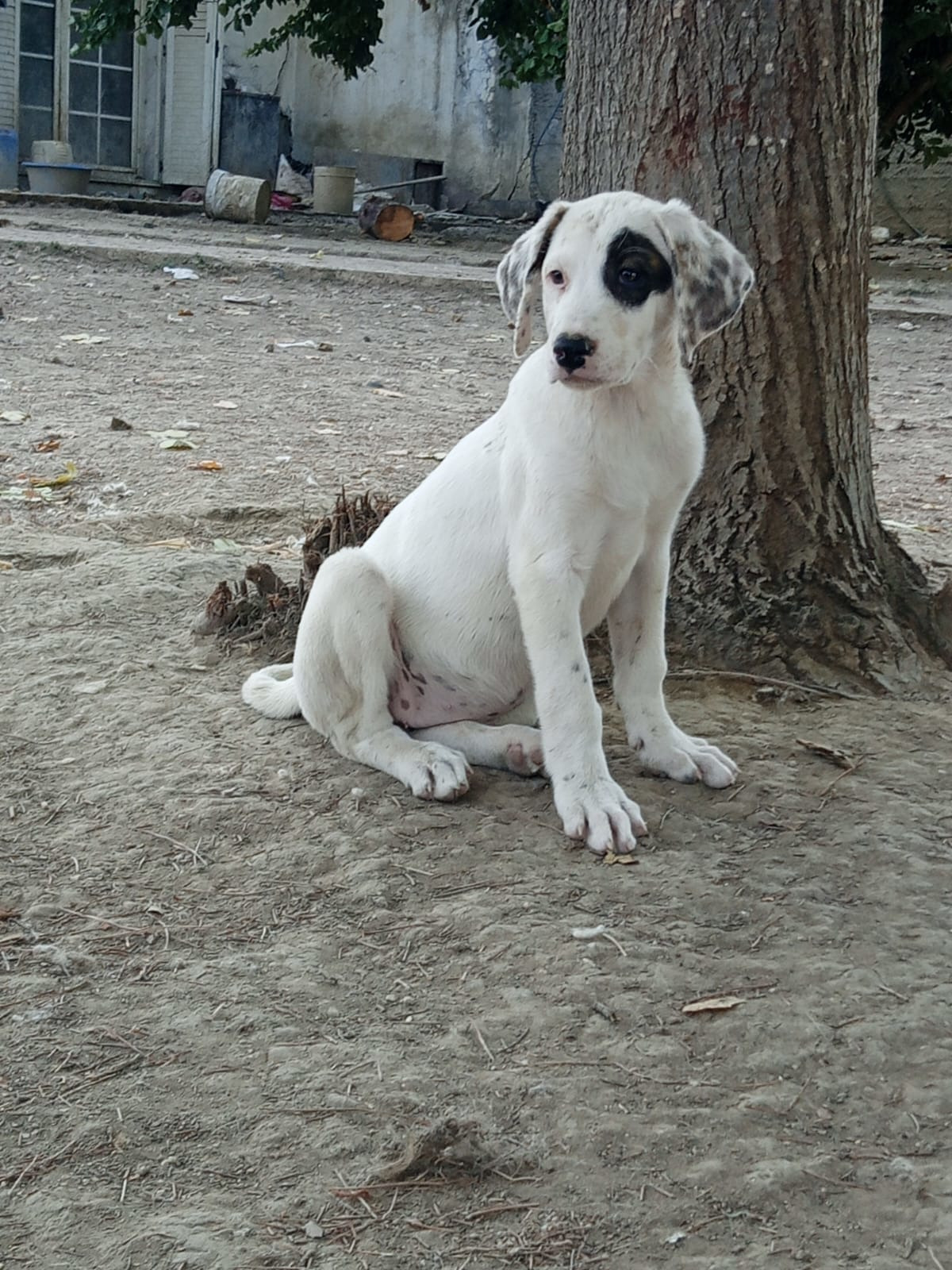 Lefti Zorro Dogsavior Okt25 3