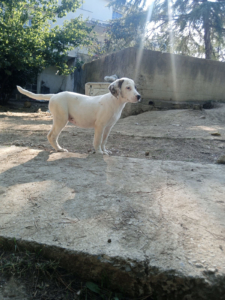 Lefti Zorro Dogsavior Okt25 5