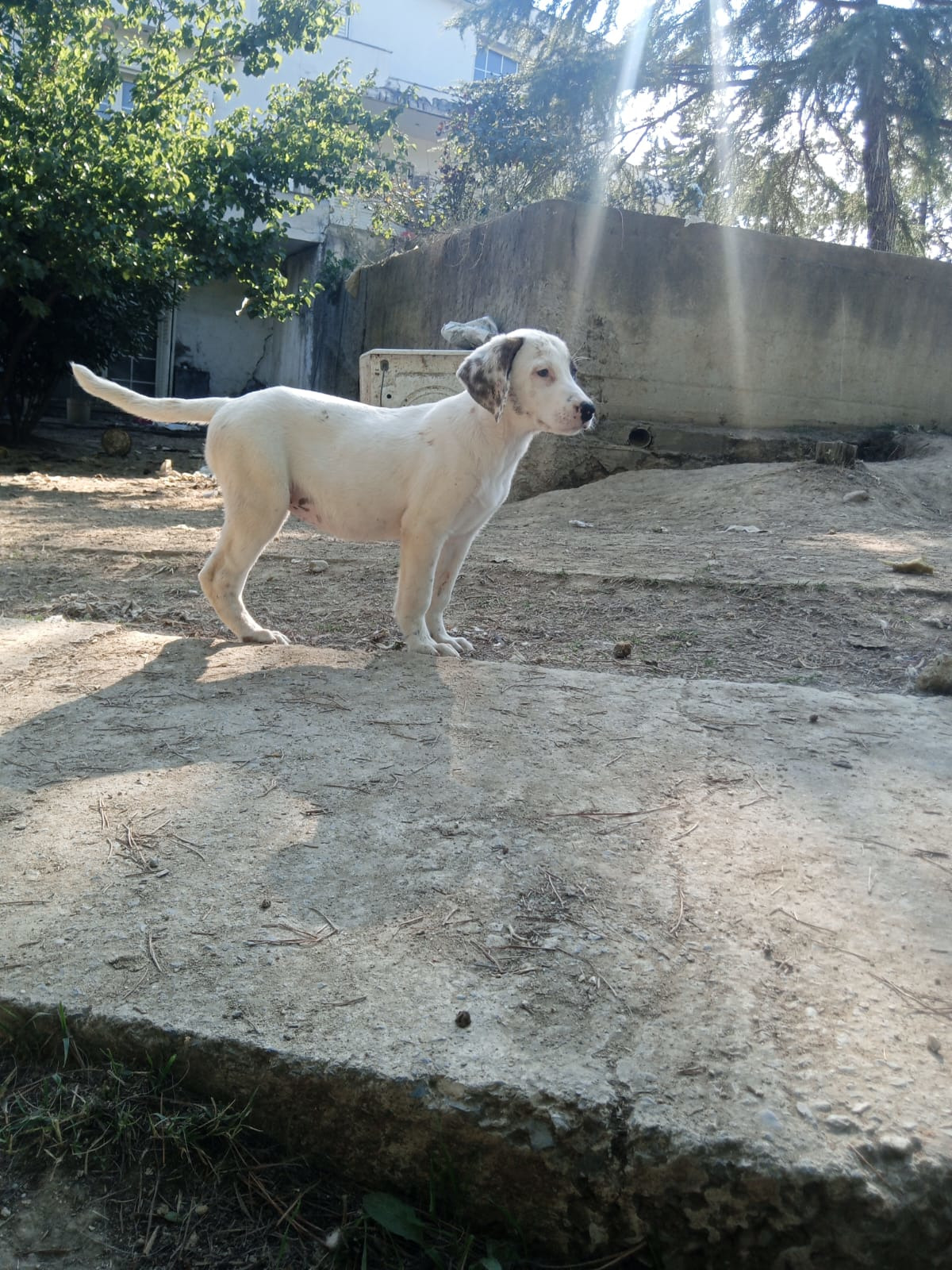 Lefti Zorro Dogsavior Okt25 5